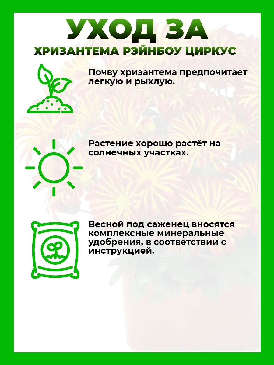 Хризантема крупноцветковая Рейнбоу Циркус