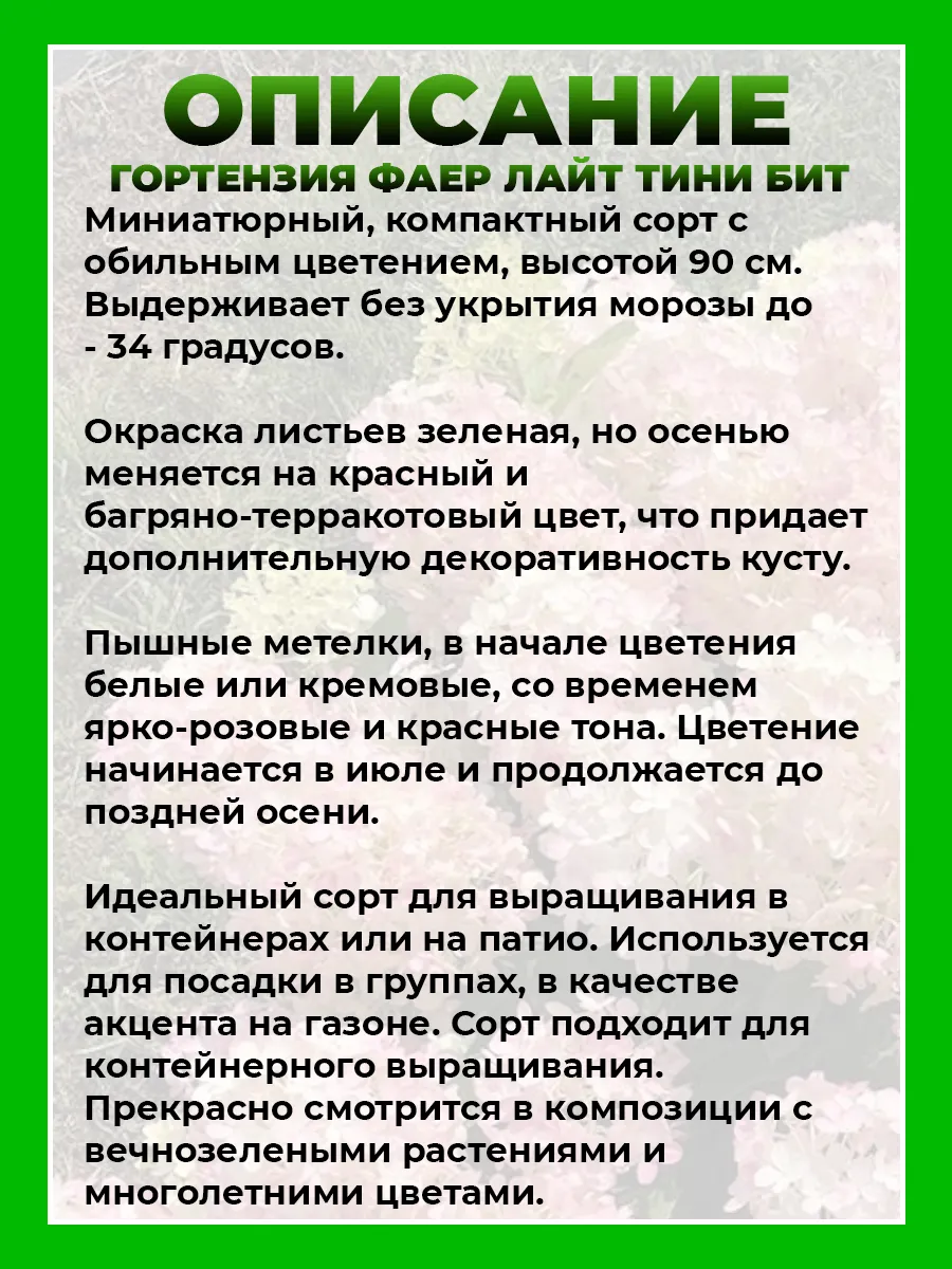Гортензия метельчатая Файер Лайт Тини Бит