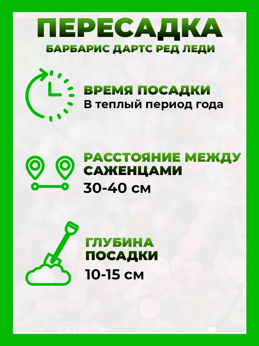 Барбарис Тунберга Дартс Ред Леди