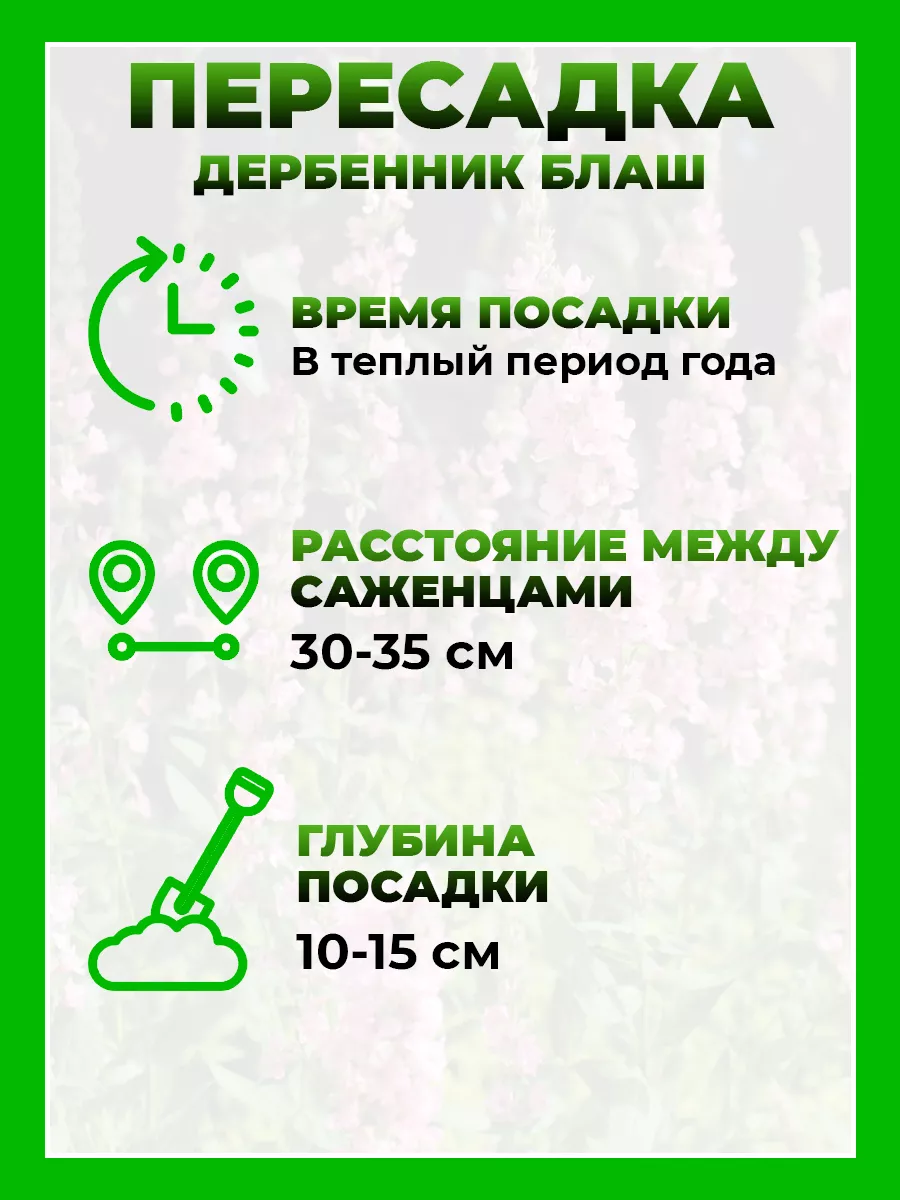 Дербенник иволистный Блаш