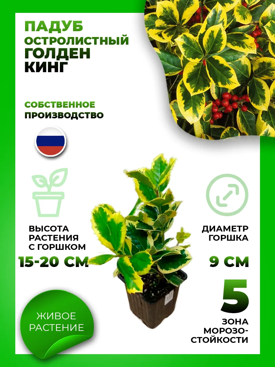 Падуб остролистный Голден Кинг