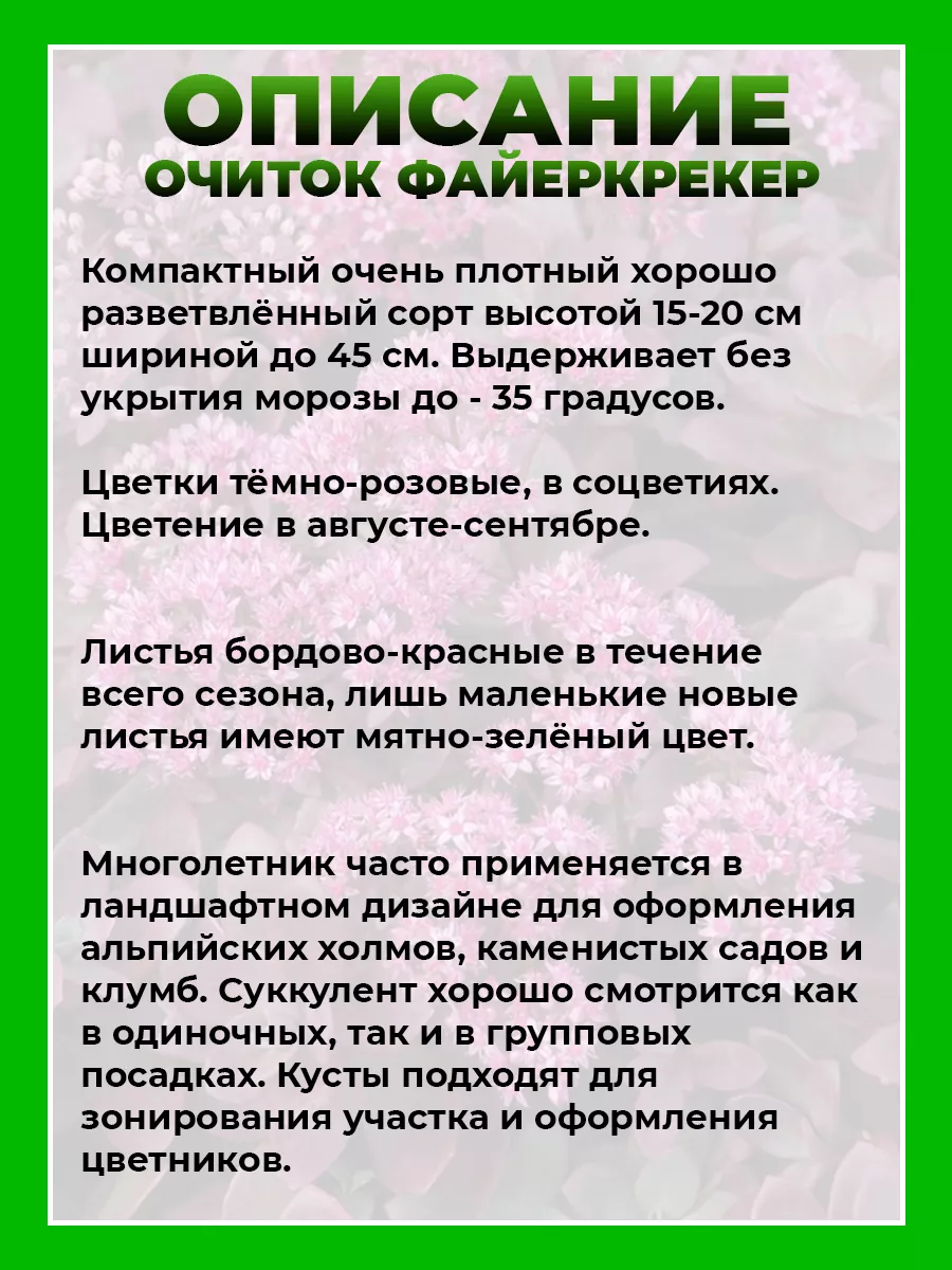 Очиток гибридный Файеркрекер