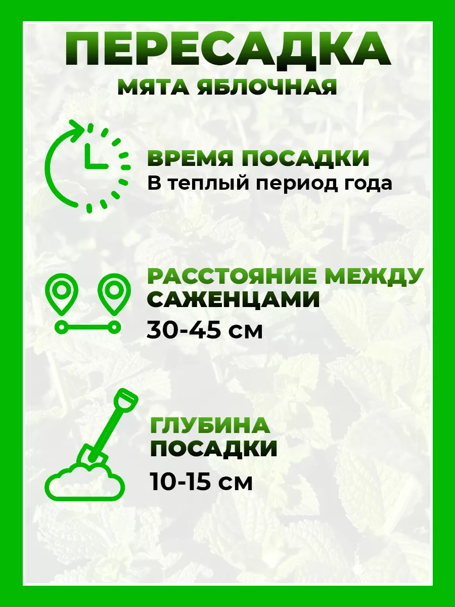 Мята Яблочная