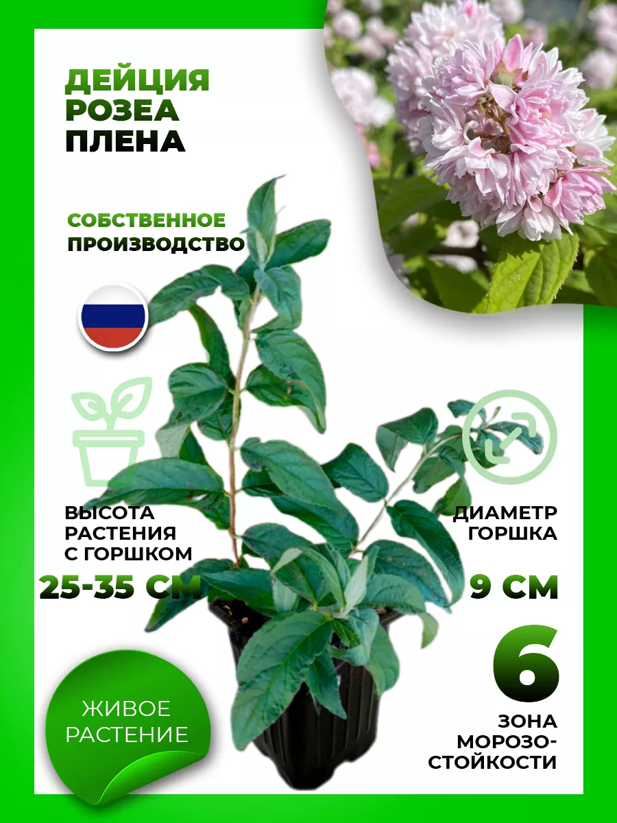 Дейция гибридная Розеа Плена