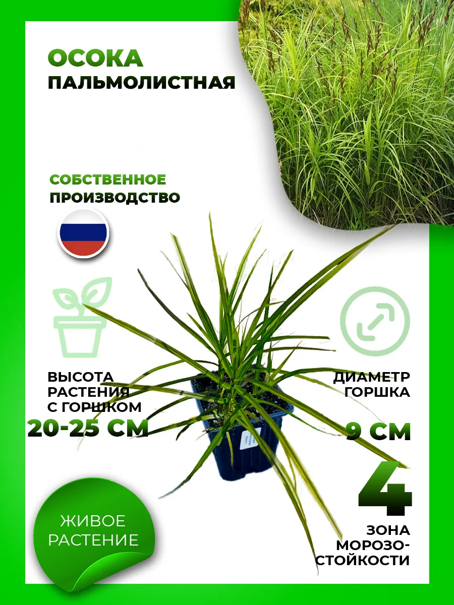 Осока пальмолистная