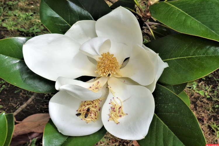 Магнолия крупноцветковая Эксмут (Magnolia grandiflora Exmouth) С10