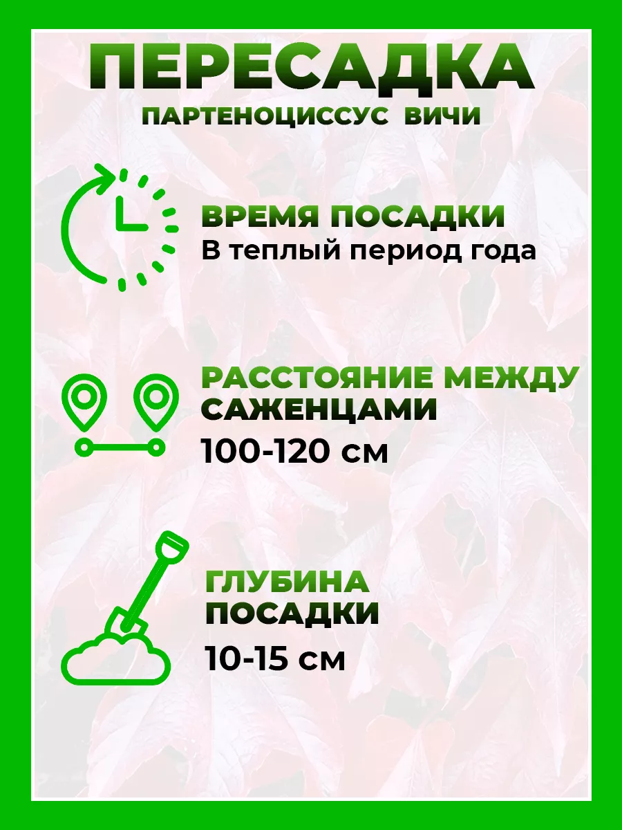 Девичий виноград триостренный Вичи (Партеноциссус)