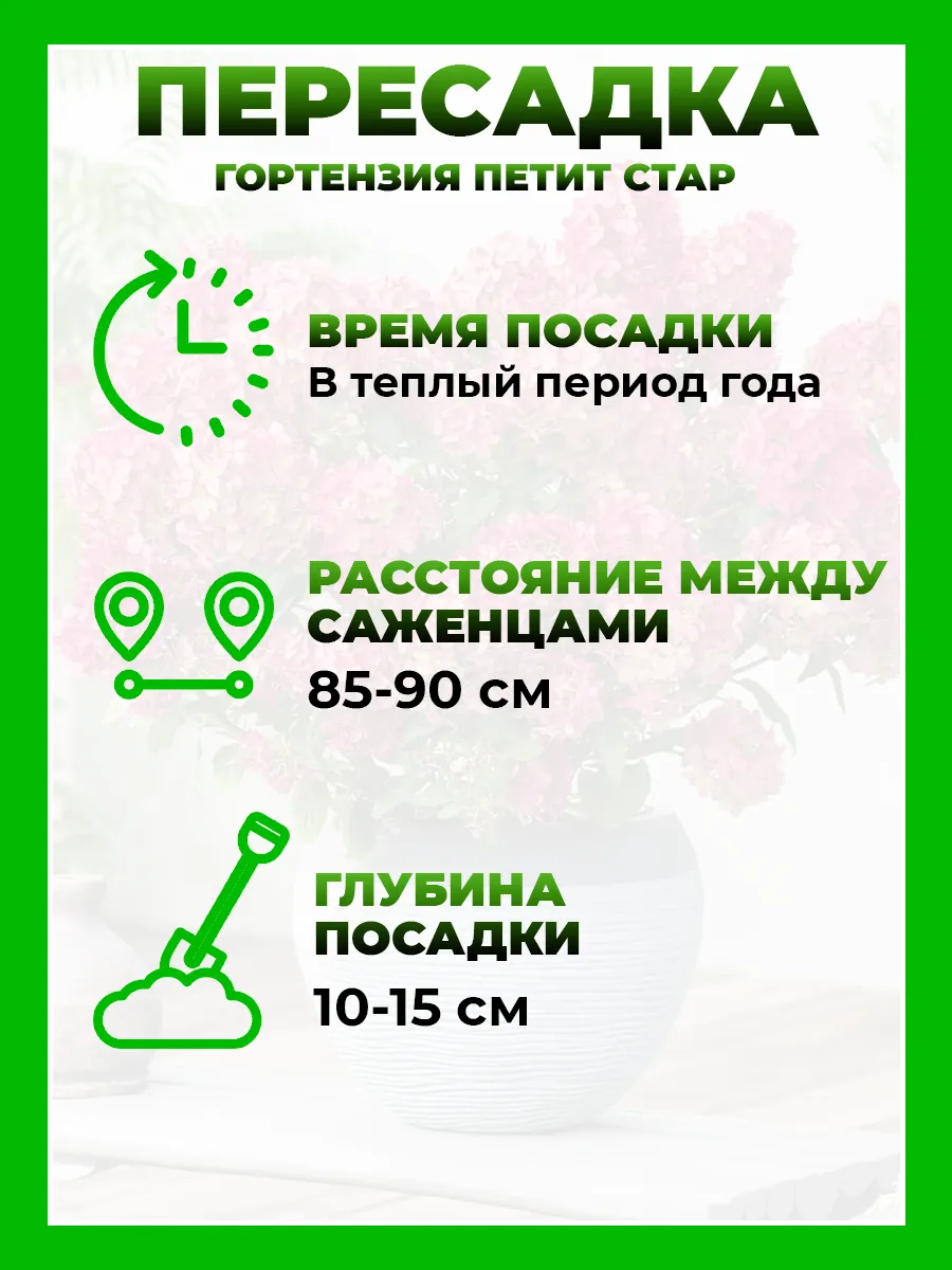 Гортензия метельчатая Петит Стар