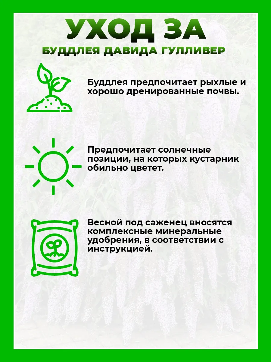 Буддлея Давида Гулливер