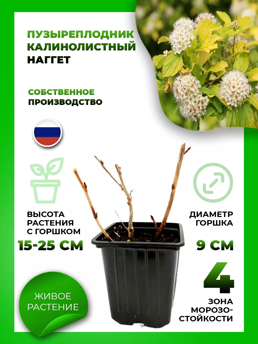 Пузыреплодник калинолистный Наггет