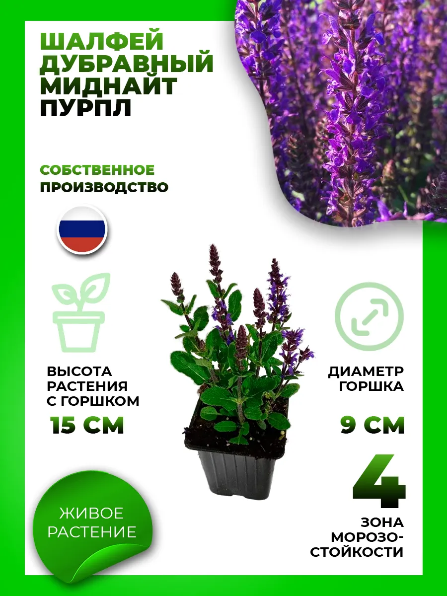 Шалфей дубравный Миднайт Пурпул