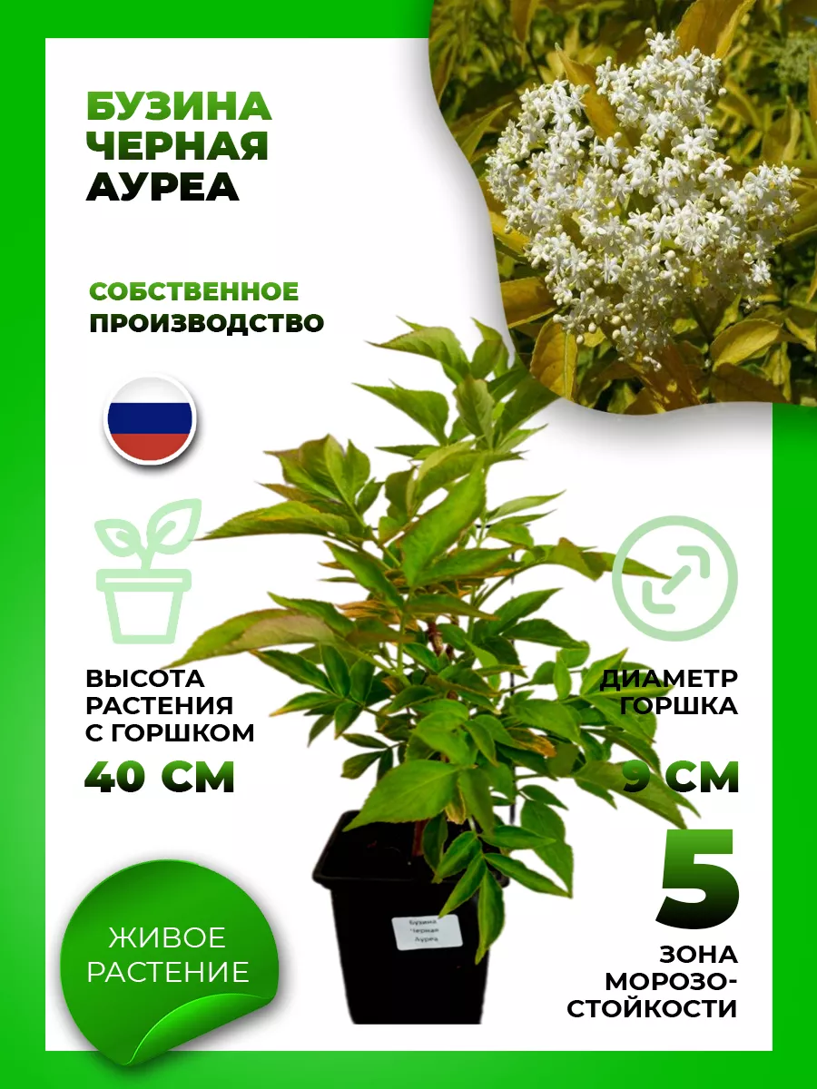 Бузина черная Ауреа