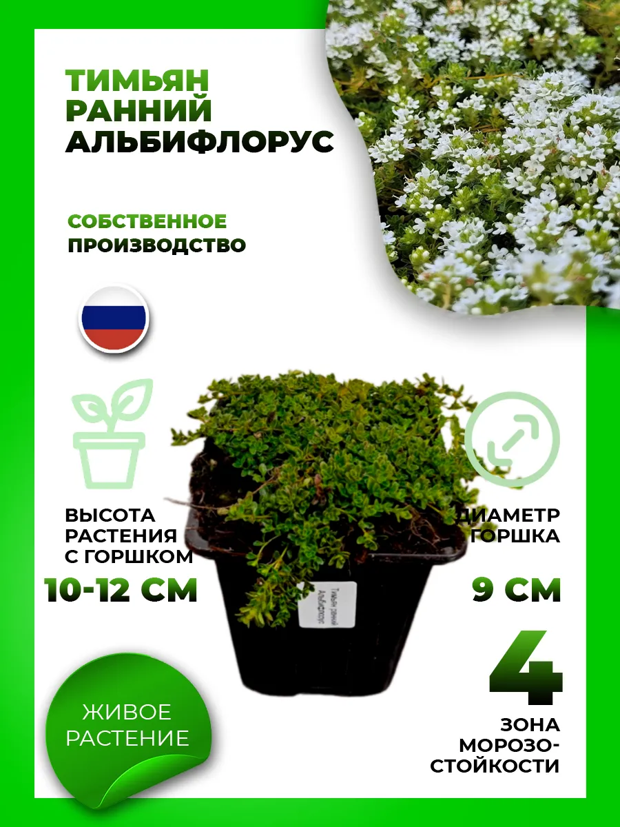 Тимьян ранний Альбифлорус