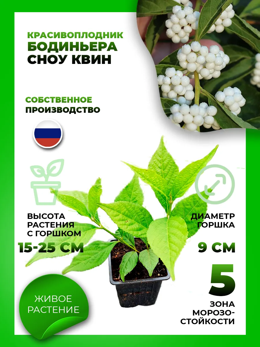 Красивоплодник Бодиньера Сноу Квин