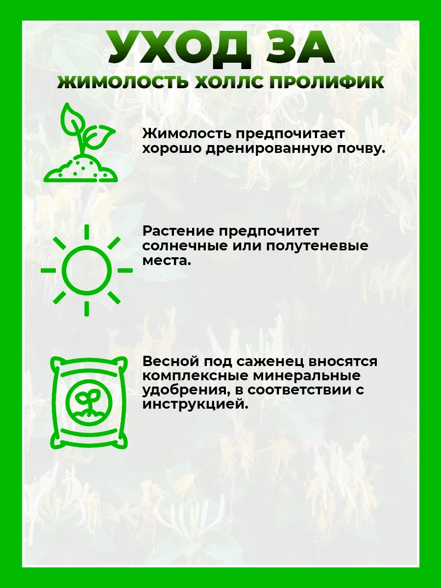 Жимолость японская Холлс Пролифик