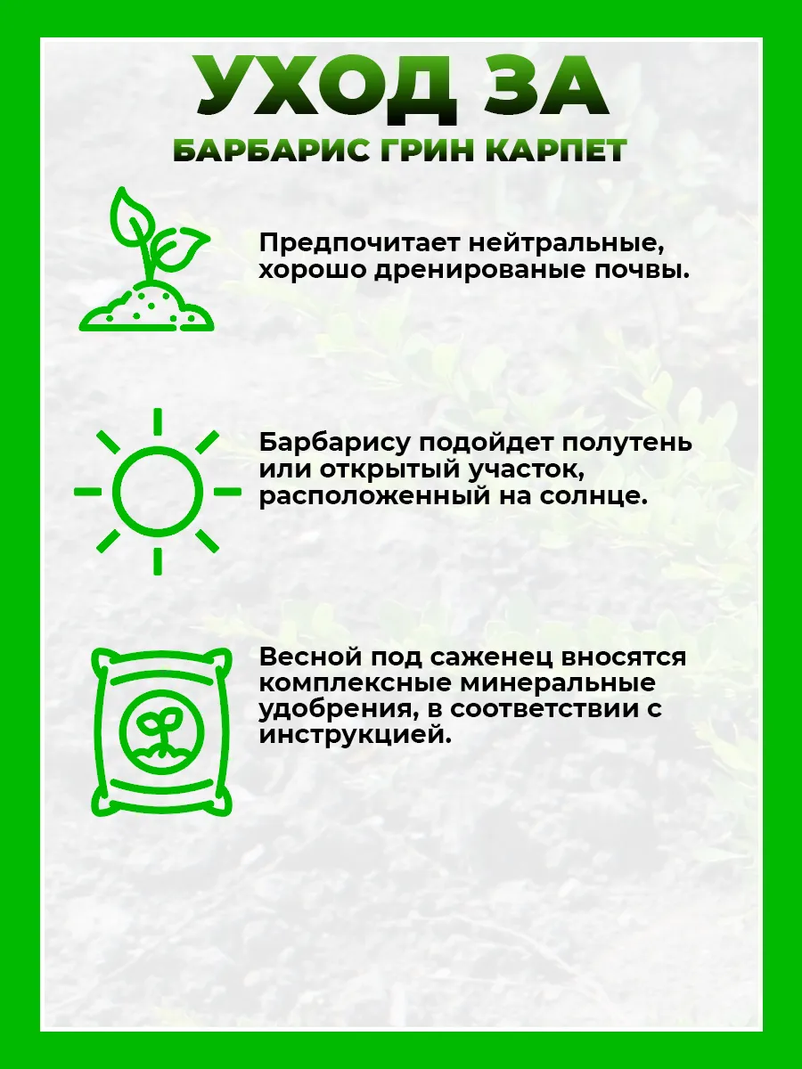 Барбарис Тунберга Грин Карпет