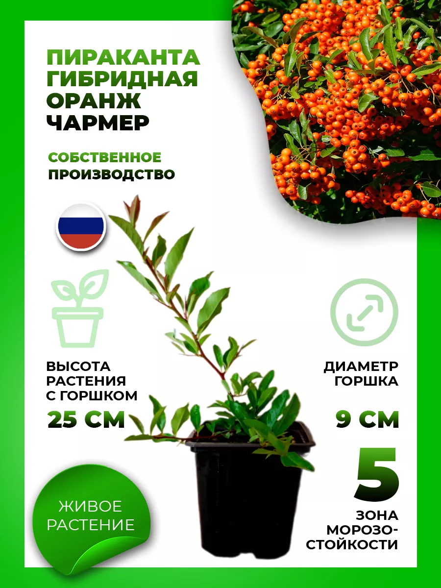 Пираканта гибридная Оранж Чармер