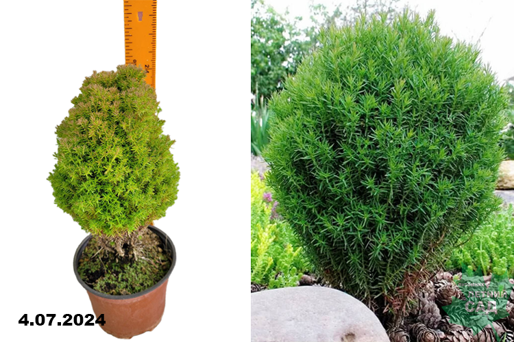 Туя западная Тедди (Thuja occidentalis Teddy) С2 круг. — Питомник ...