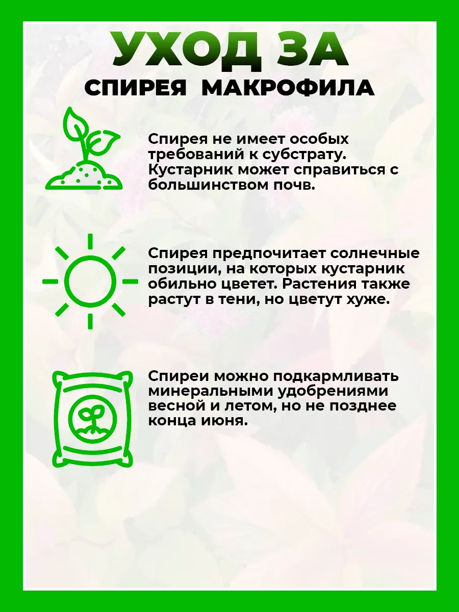Спирея японская Макрофила
