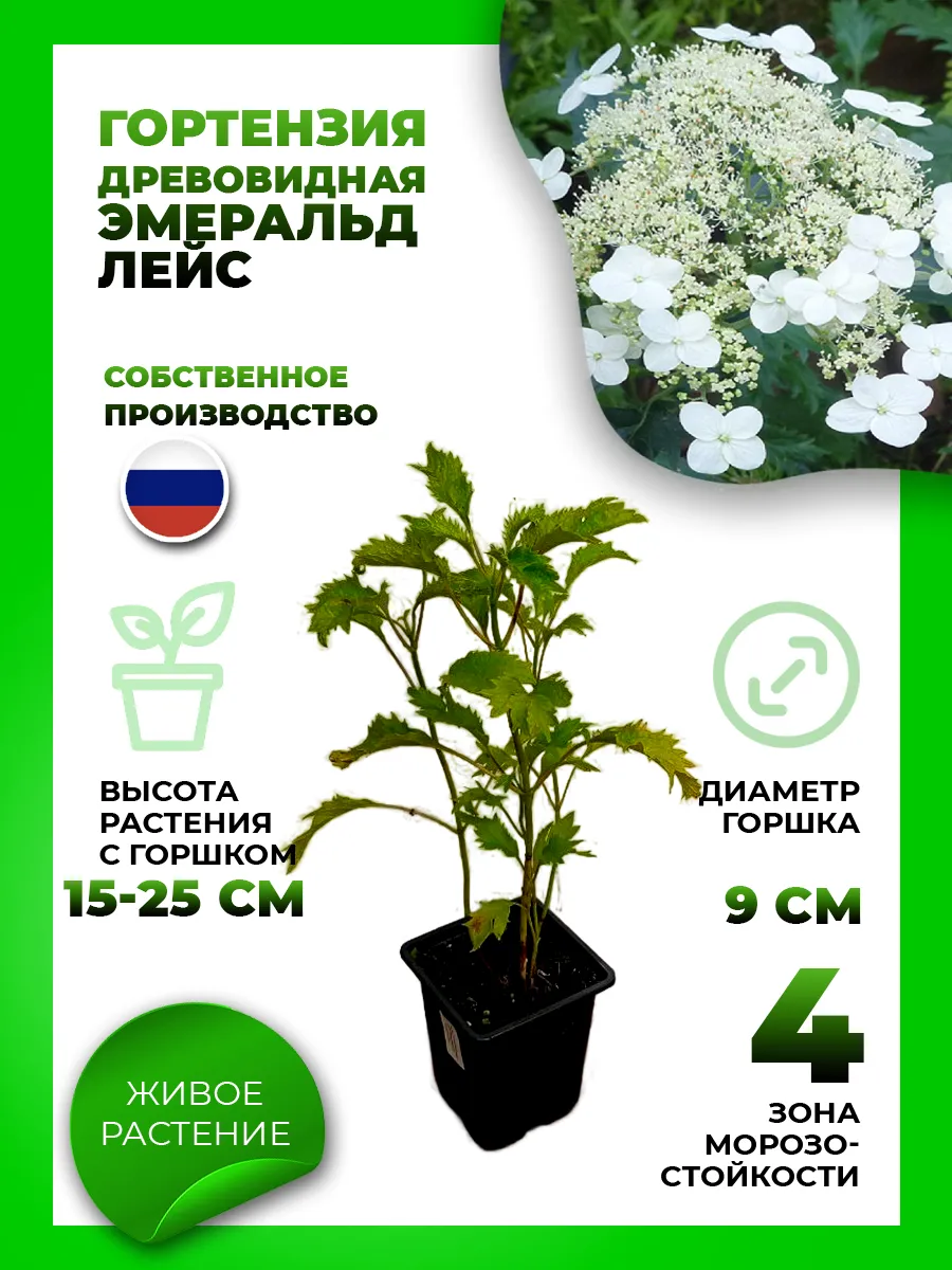 Гортензия древовидная Эмеральд Лейс