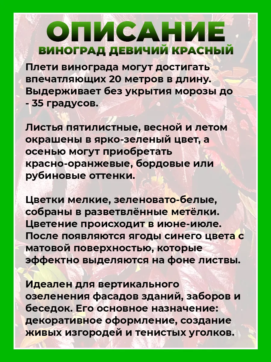 Девичий виноград пятилисточковый красный