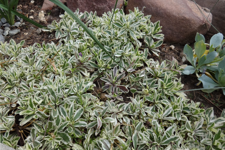 Арабис Фердинанда-Кобурга Олд Голд (Arabis Ferdinandi-Koburgii Old Gold) С2 лс