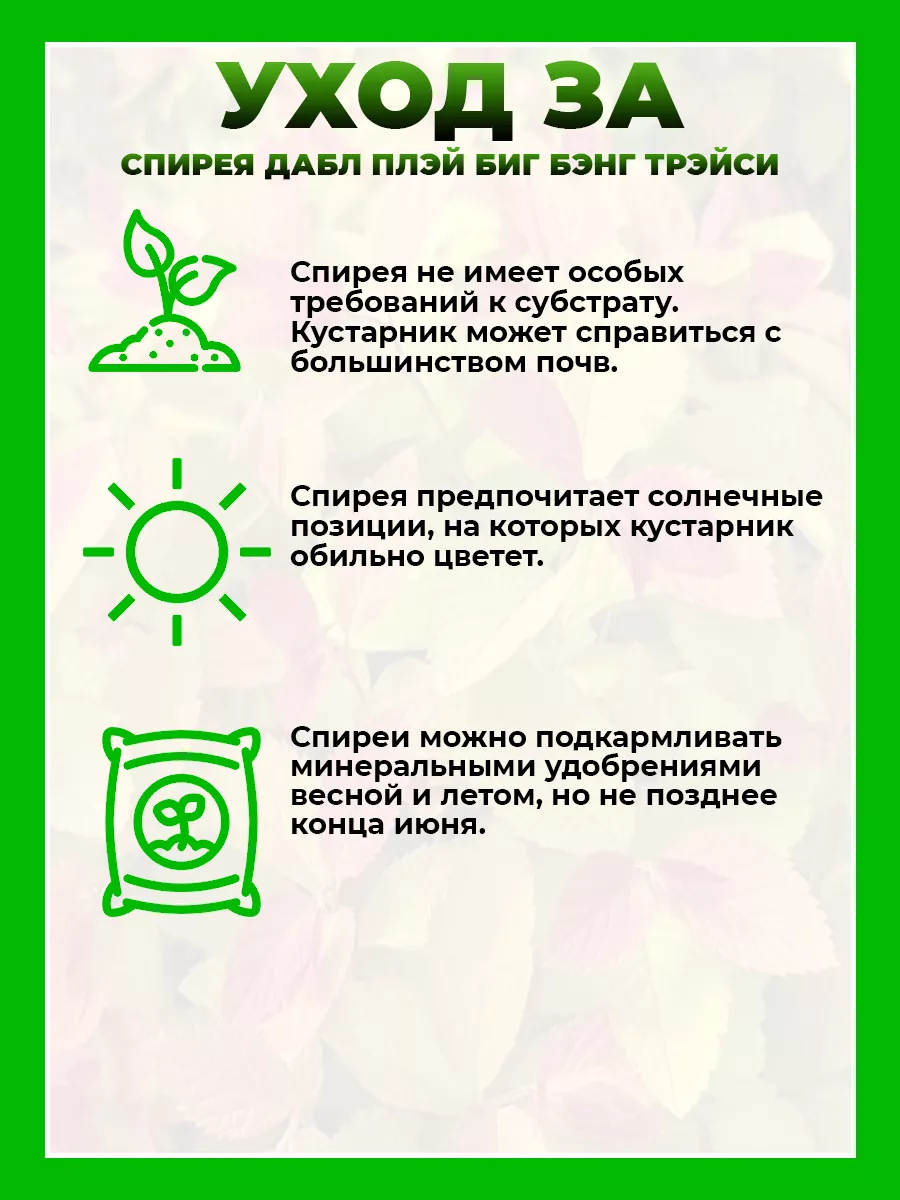 Спирея японская Дабл Плей Биг Бэнг Трейси