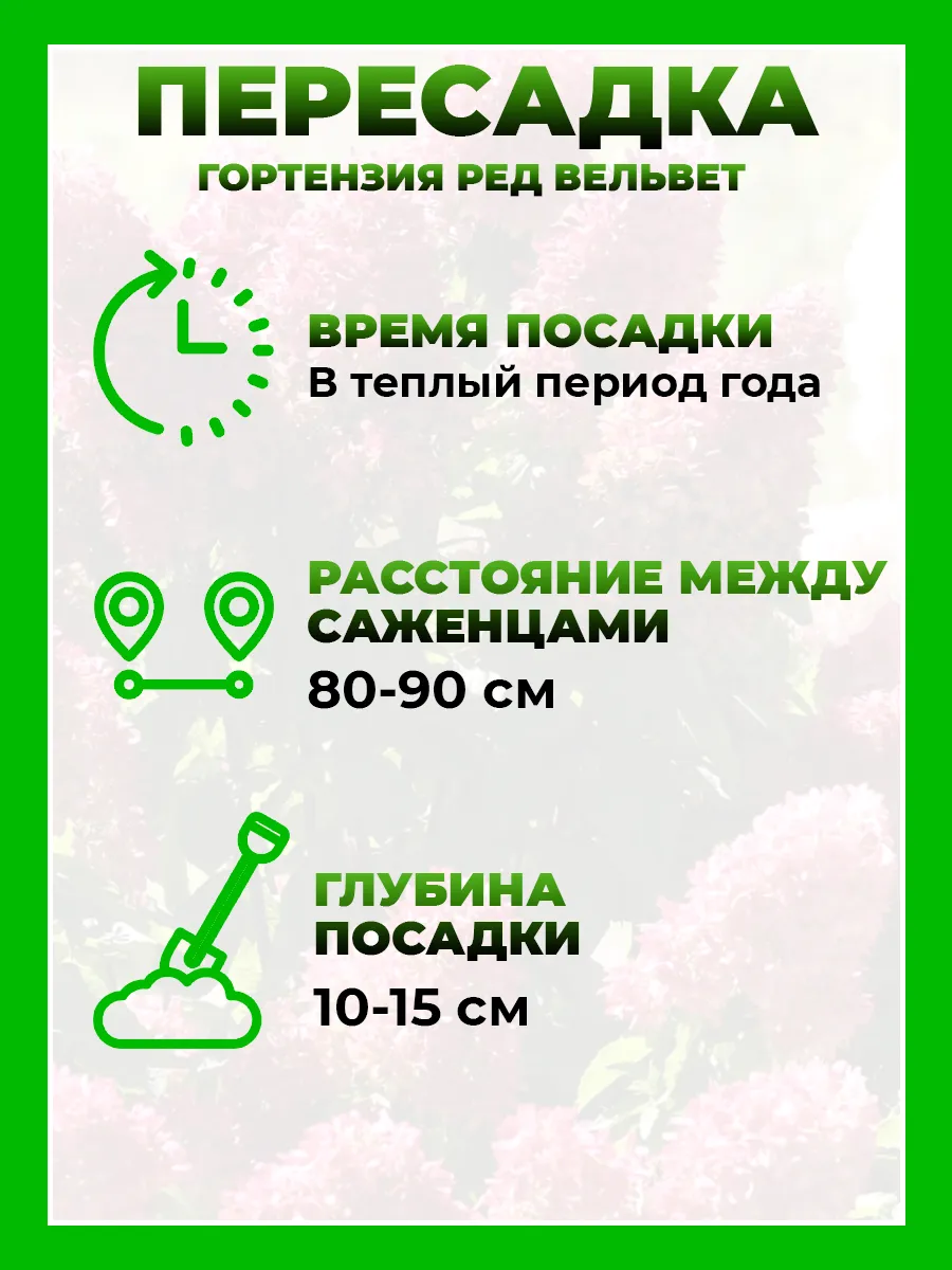 Гортензия метельчатая Ред Вельвет