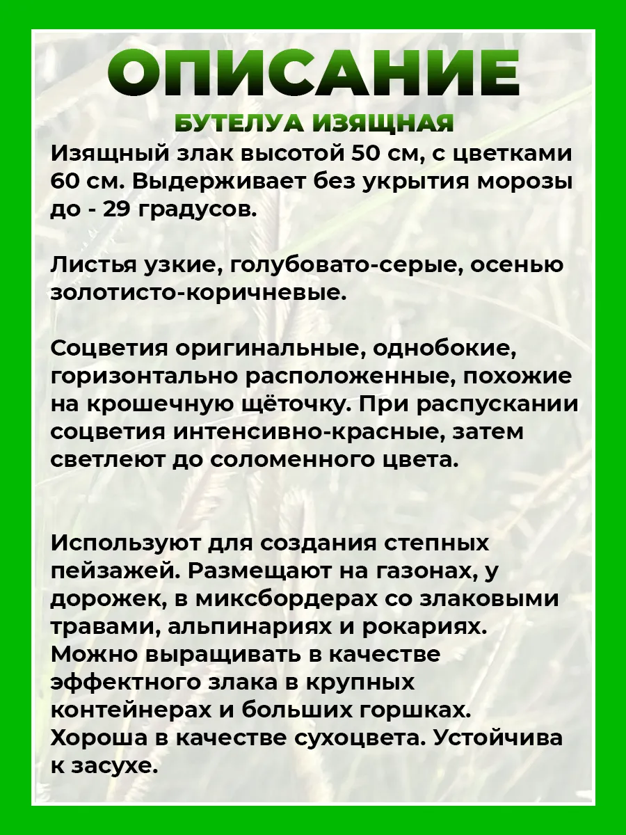 Бутелуа изящная