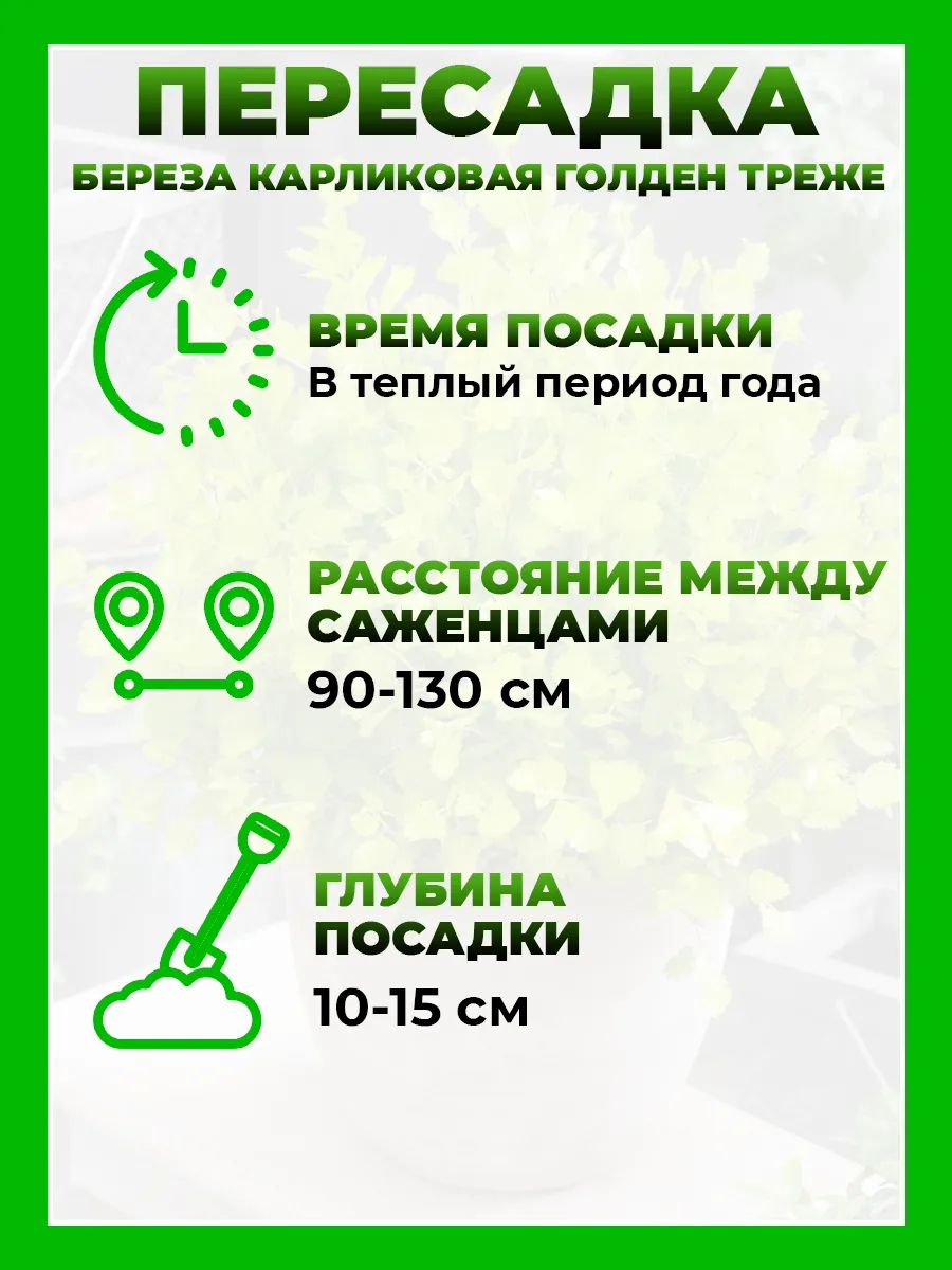 Береза карликовая Голден Трэже