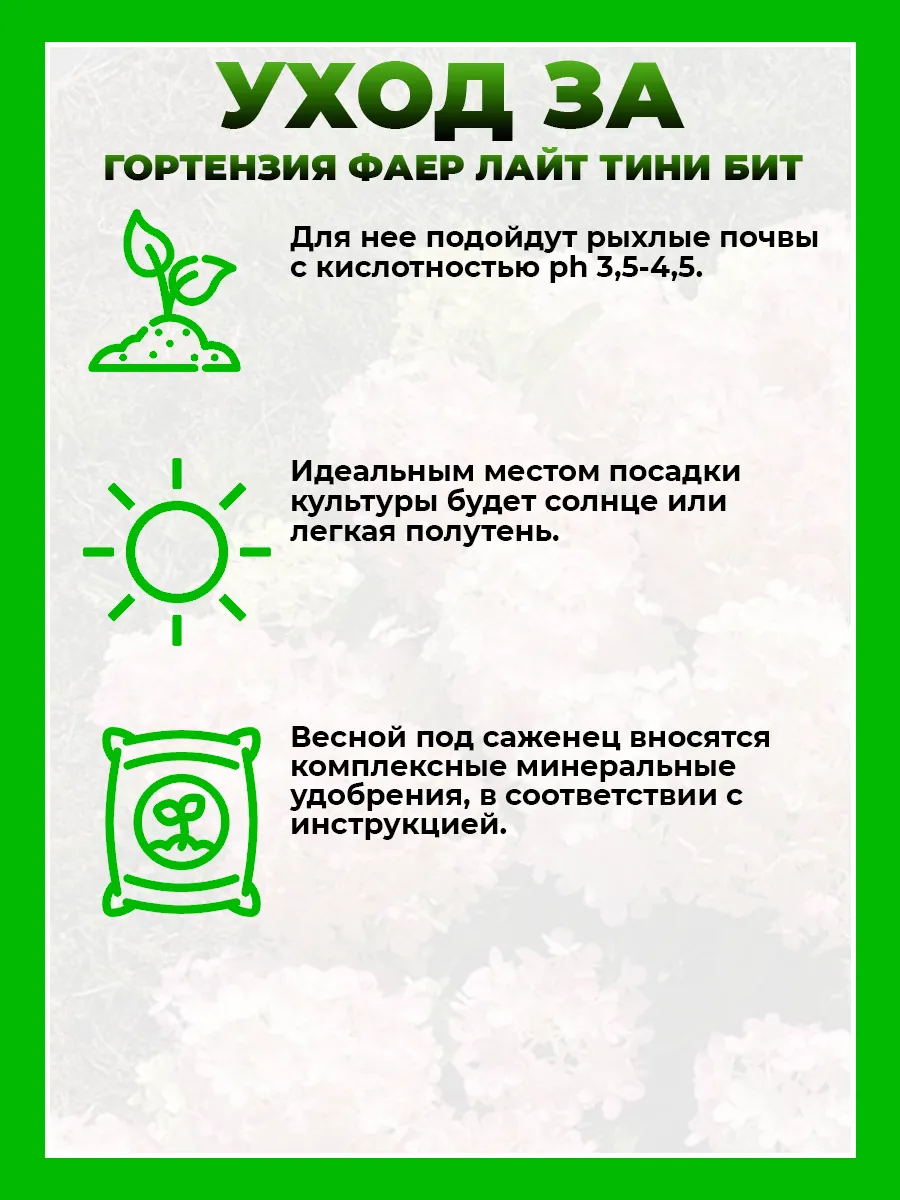 Гортензия метельчатая Файер Лайт Тини Бит