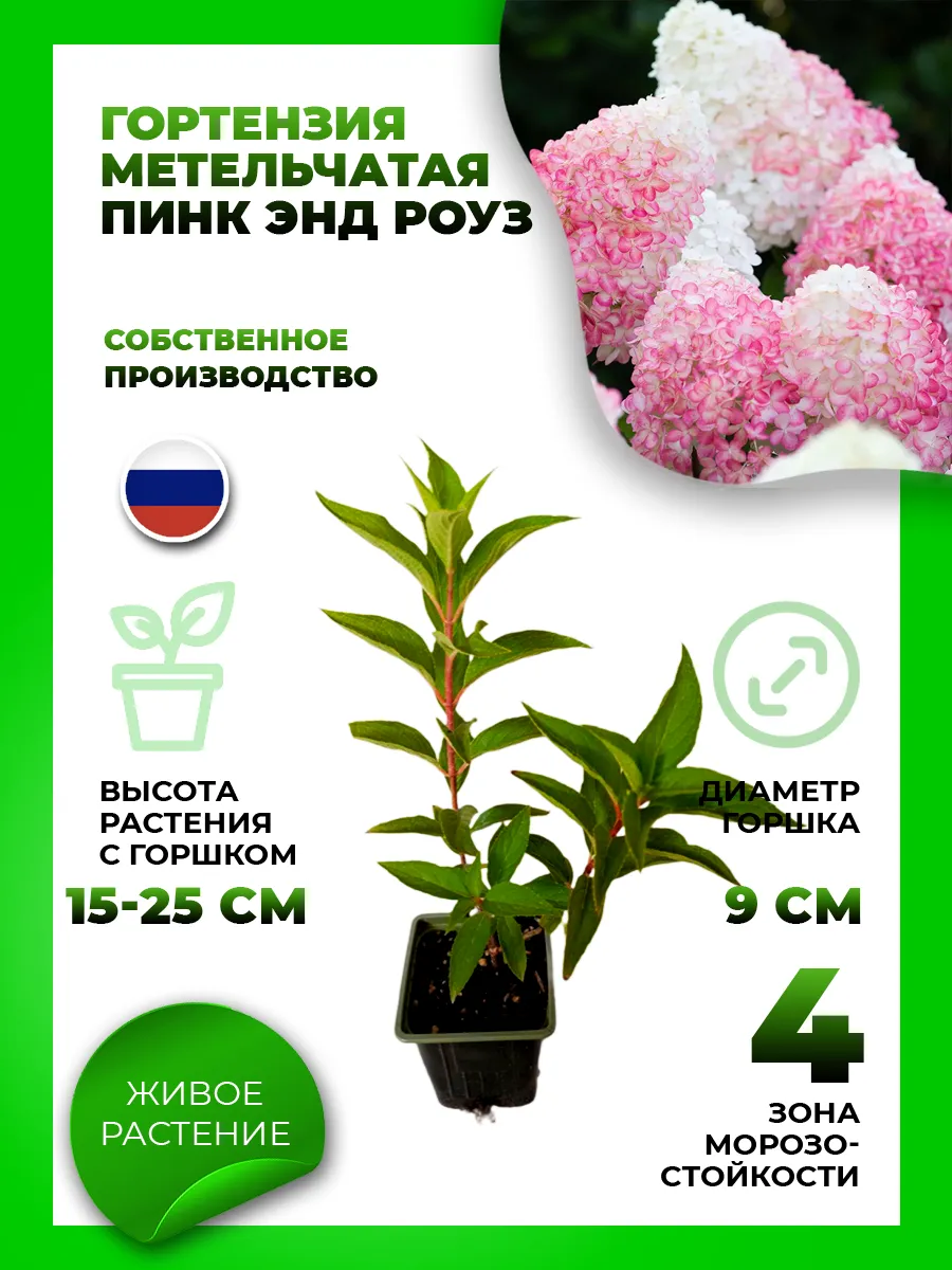 Гортензия метельчатая Пинк энд Роуз