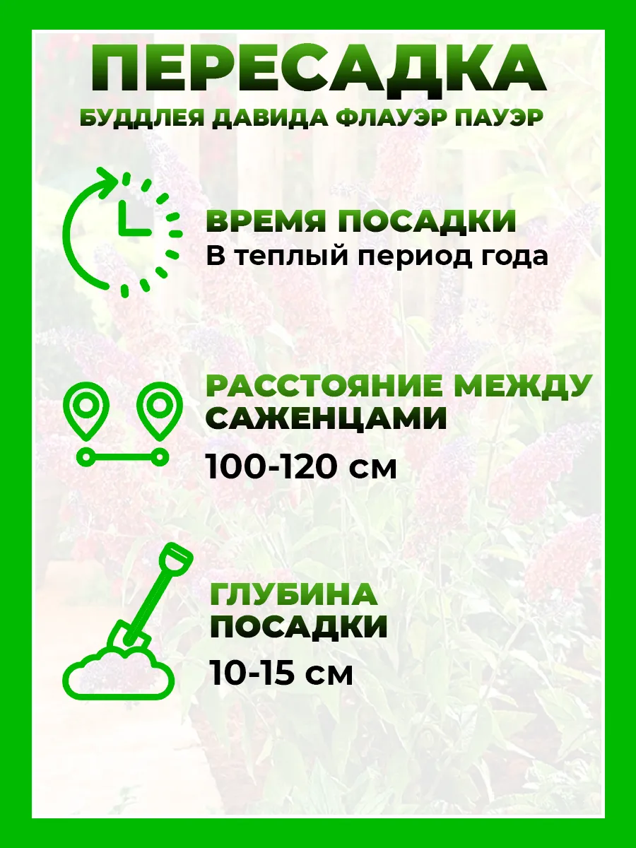 Буддлея Давида Флауэр Пауэр