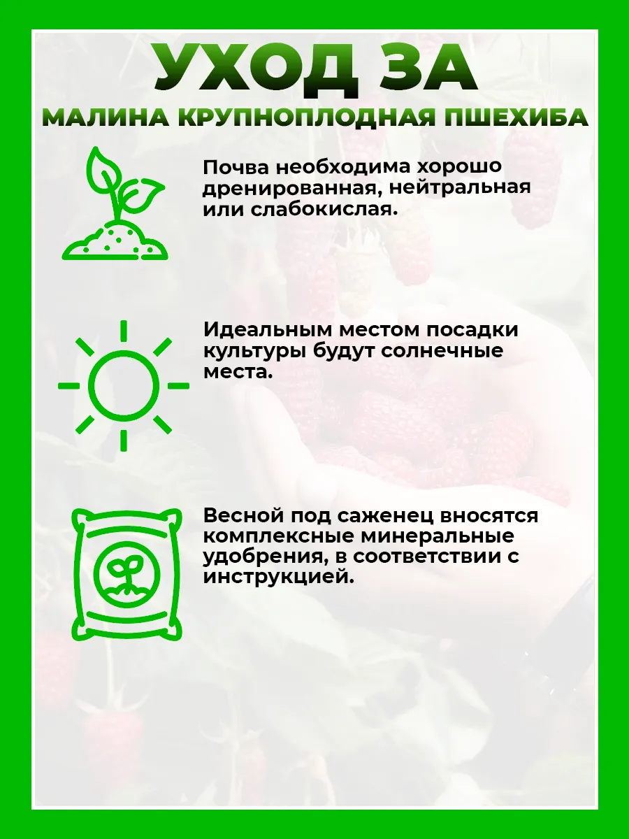 Малина Пшехиба