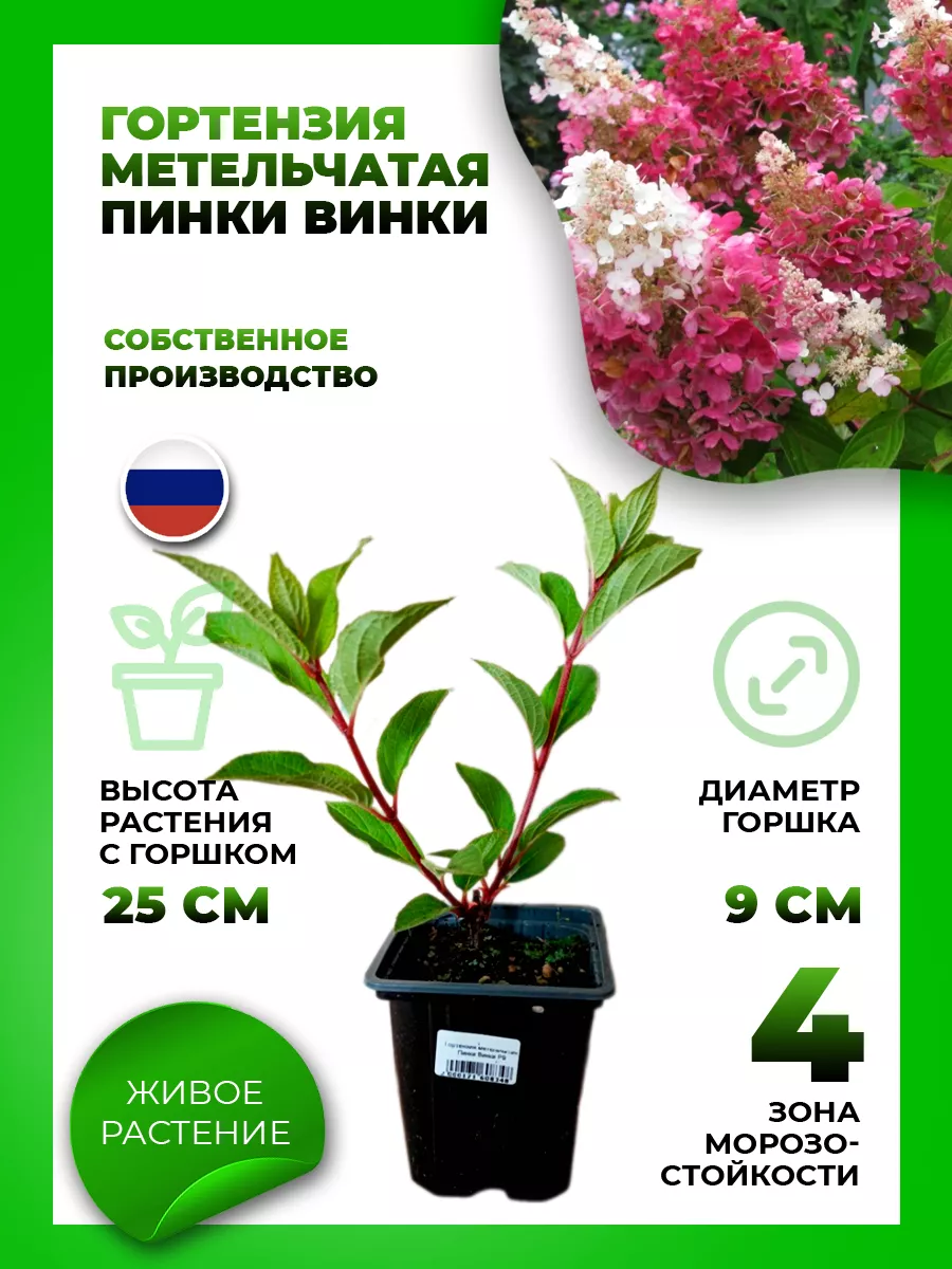 Гортензия метельчатая Пинки Винки