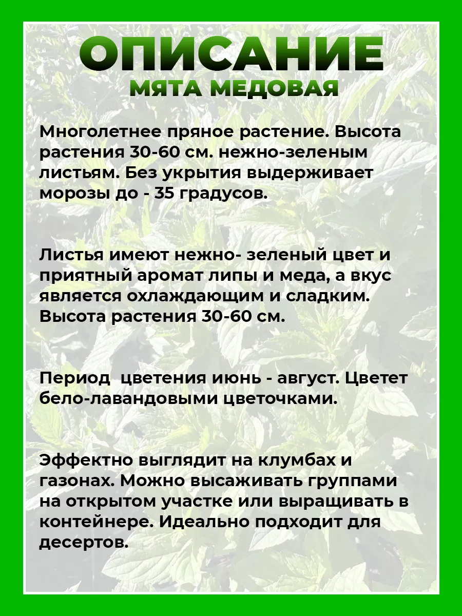 Мята Медовая