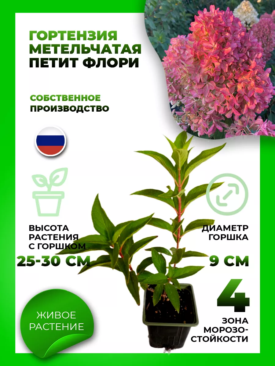 Гортензия метельчатая Петит Флори