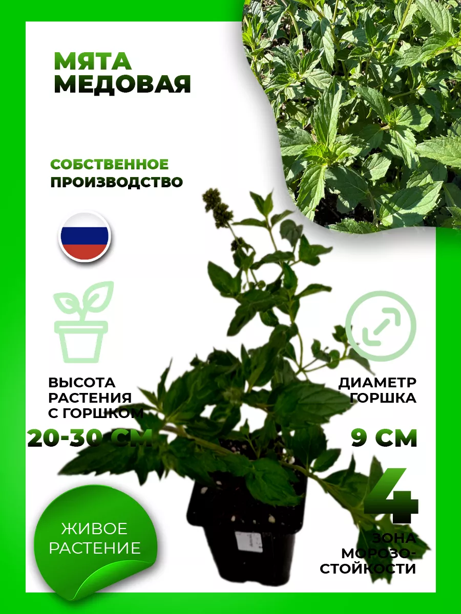 Мята Медовая