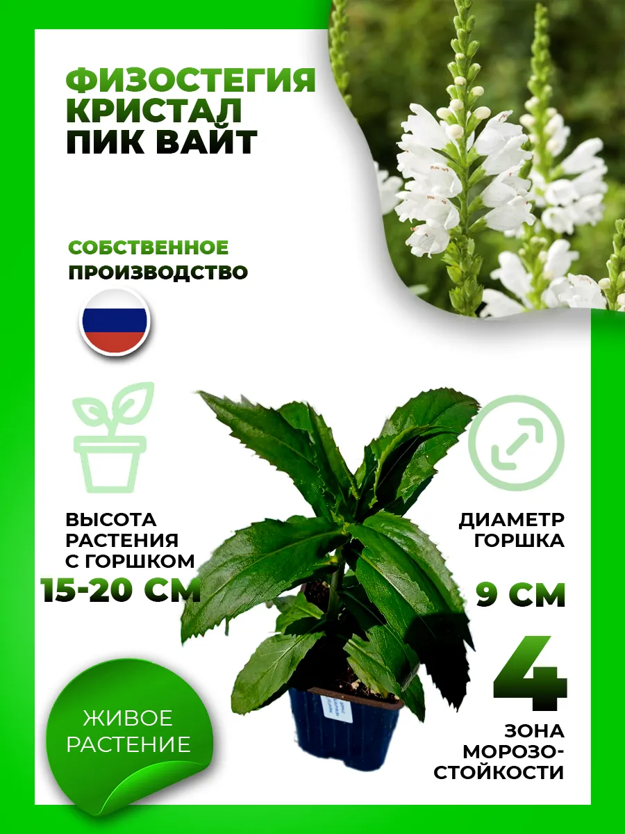 Физостегия виргинская Кристал Пик Вайт