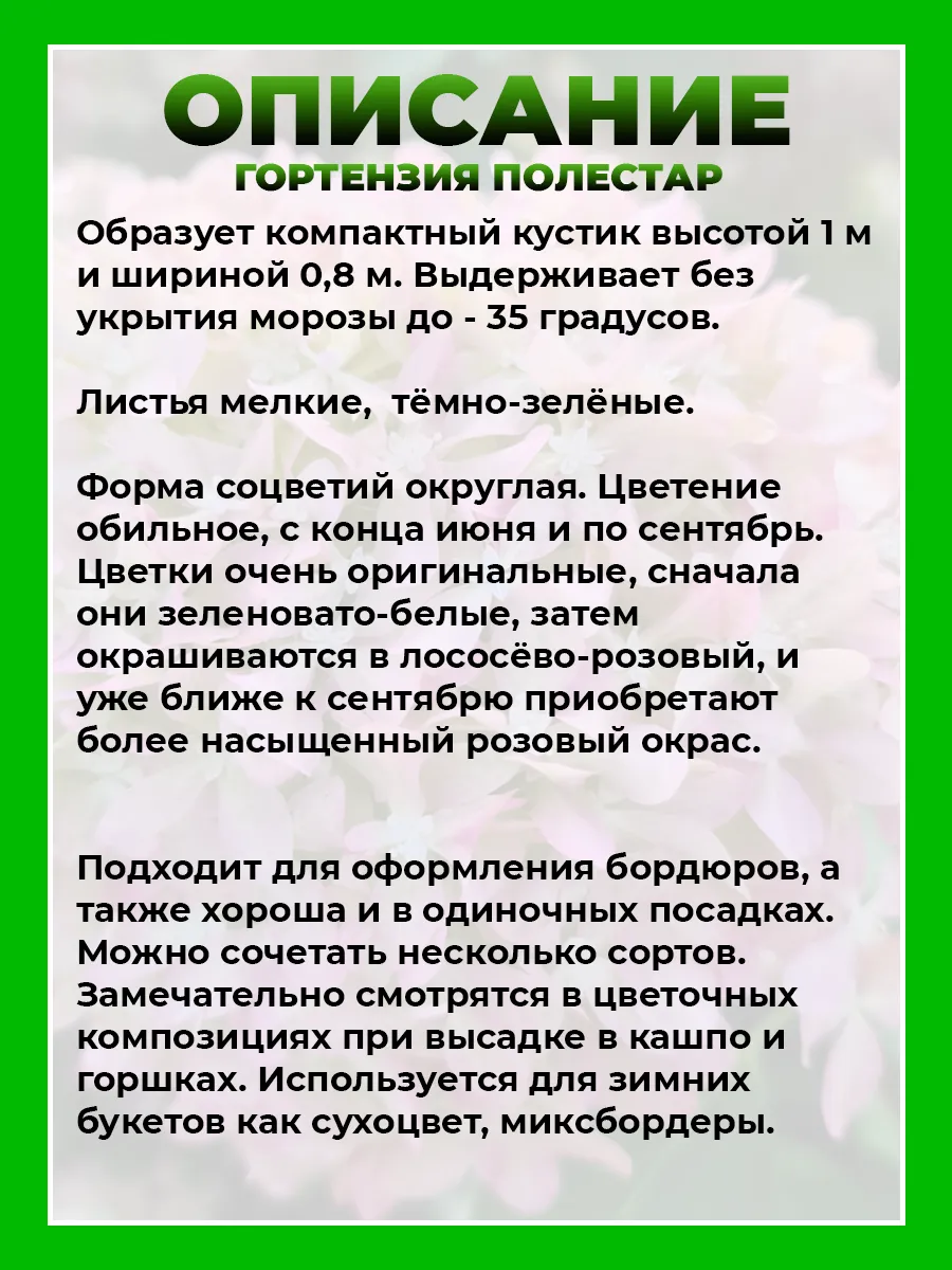 Гортензия метельчатая Полестар