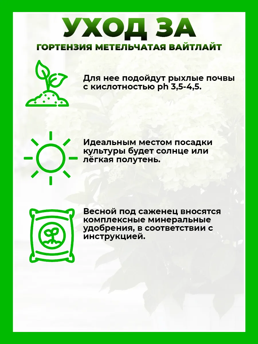 Гортензия метельчатая Гарденлайт Вайтлайт