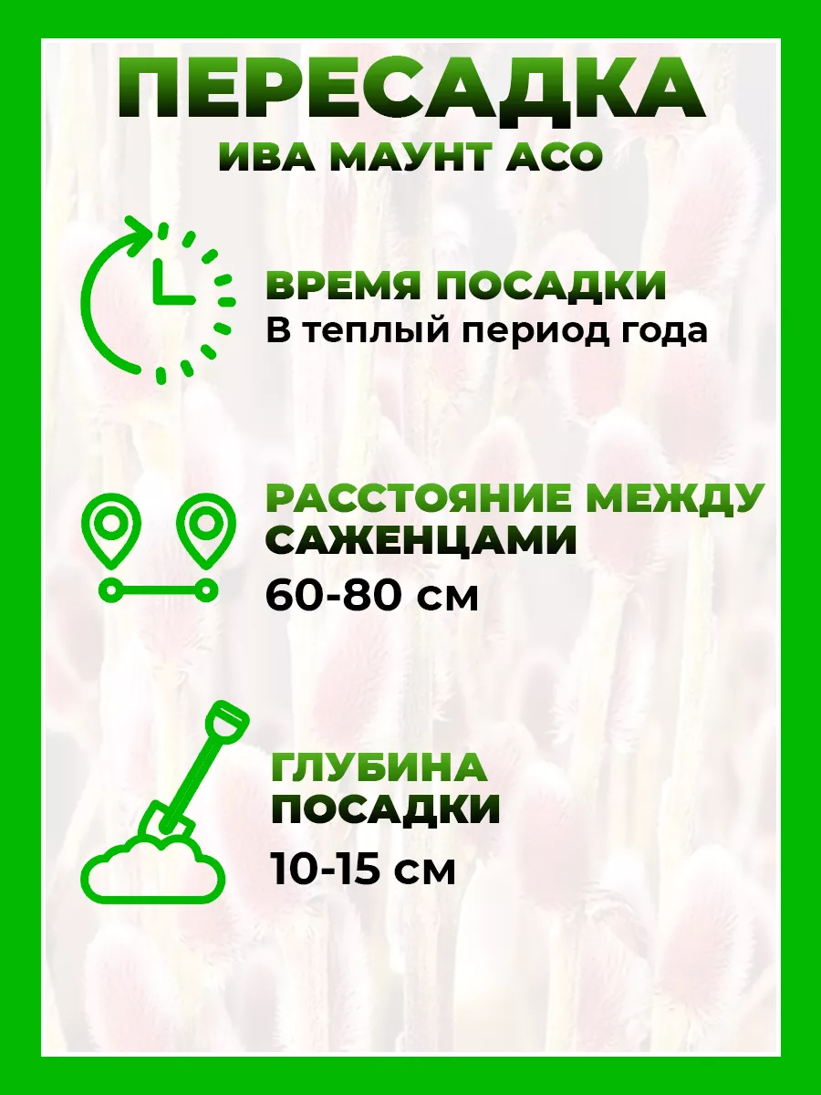 Ива тонкостолбиковая Маунт Асо