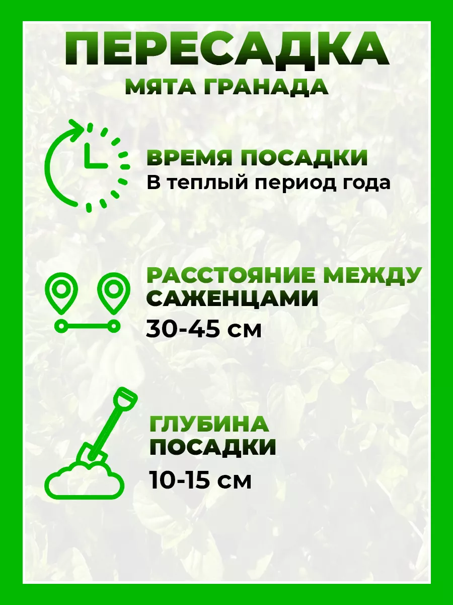 Мята Гранада