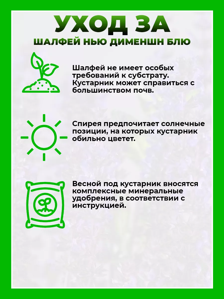 Шалфей дубравный Нью Дименшн Блю