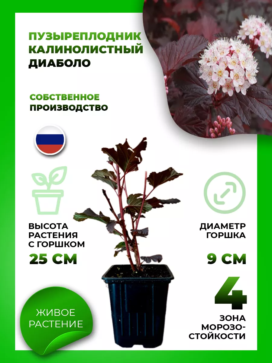 Пузыреплодник калинолистный Диаболо
