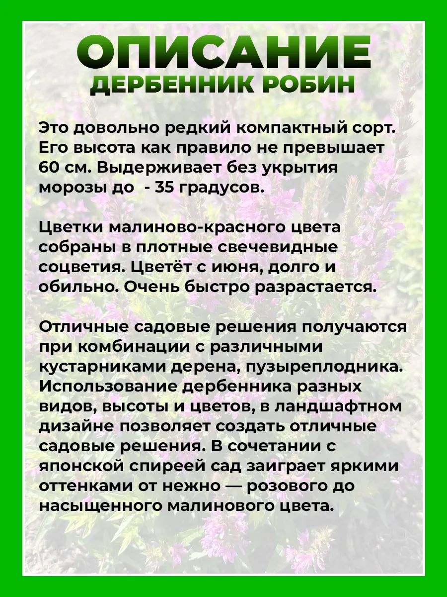 Дербенник иволистный Робин