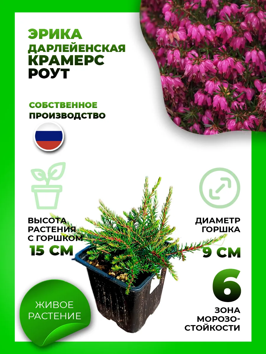 Эрика дарлейенская Крамерс Роут