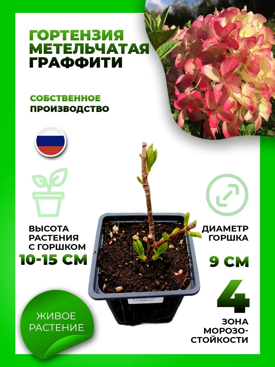 Гортензия метельчатая Граффити