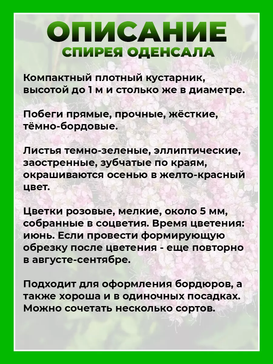 Спирея японская Оденсала