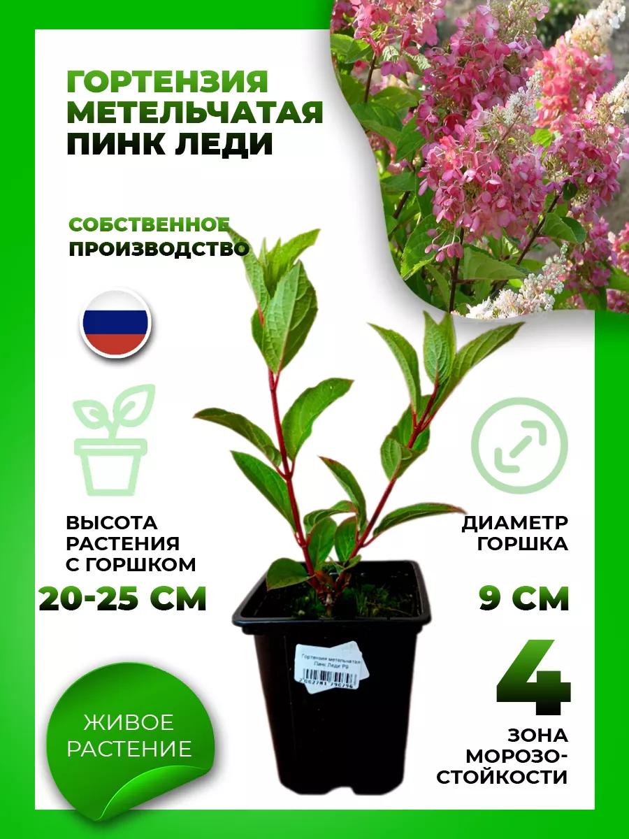 Гортензия метельчатая Пинк Леди